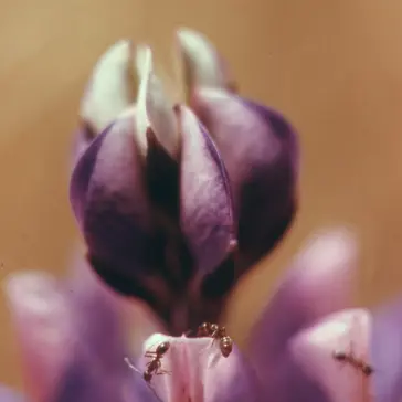 Detailní záběr rostlinstva v oblasti Malibu Canyon